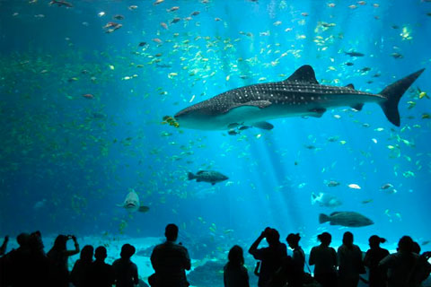 Aquarium de Singapur