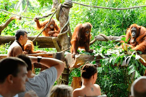 Parques temáticos y zoos de Singapur